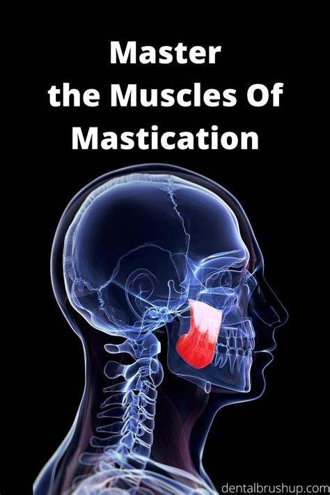 masticatory|masticatory meaning.